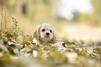 lying American Cocker Spaniel puppy