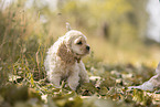 American Cocker Spaniel puppy