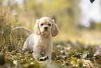 standing American Cocker Spaniel puppy