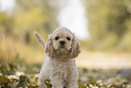 American Cocker Spaniel