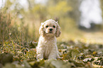 sitting American Cocker Spaniel Puppy