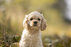 American Cocker Spaniel Portrait