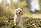 sitting American Cocker Spaniel Puppy
