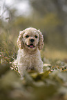 sitting American Cocker Spaniel Puppy