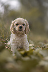 sitting American Cocker Spaniel Puppy