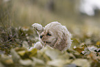 lying American Cocker Spaniel puppy