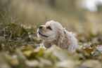 lying American Cocker Spaniel puppy