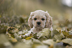 lying American Cocker Spaniel puppy