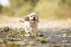 running American Cocker Spaniel