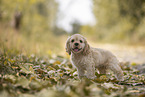 standing American Cocker Spaniel puppy