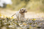 running American Cocker Spaniel
