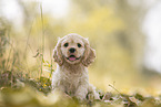 sitting American Cocker Spaniel Puppy