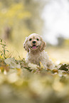 sitting American Cocker Spaniel Puppy