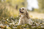 sitting American Cocker Spaniel Puppy