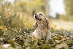 sitting American Cocker Spaniel Puppy