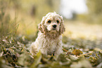 sitting American Cocker Spaniel Puppy