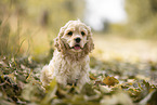 sitting American Cocker Spaniel Puppy
