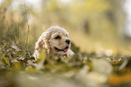 American Cocker Spaniel puppy