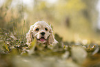 American Cocker Spaniel puppy