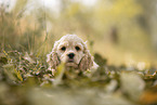 American Cocker Spaniel puppy