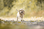 running American Cocker Spaniel