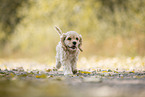 running American Cocker Spaniel