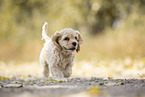 running American Cocker Spaniel
