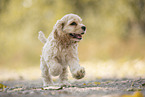 running American Cocker Spaniel
