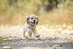 running American Cocker Spaniel