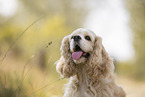 American Cocker Spaniel Portrait