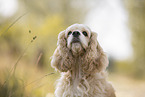 American Cocker Spaniel Portrait