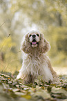 standing American Cocker Spaniel