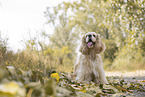 standing American Cocker Spaniel