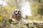 lying American Cocker Spaniel
