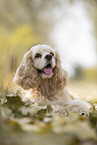 lying American Cocker Spaniel