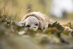 lying American Cocker Spaniel