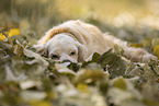 lying American Cocker Spaniel