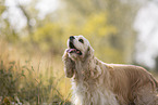 American Cocker Spaniel