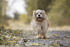 running American Cocker Spaniel