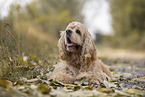lying American Cocker Spaniel