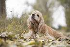 lying American Cocker Spaniel