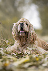 lying American Cocker Spaniel