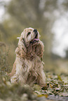 sitting American Cocker Spaniel