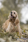 standing American Cocker Spaniel