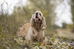 standing American Cocker Spaniel