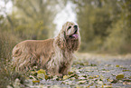 standing American Cocker Spaniel