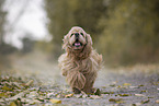 running American Cocker Spaniel