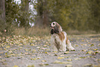 brown-and-white American Cocker Spaniel