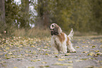 brown-and-white American Cocker Spaniel