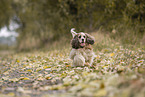 brown-and-white American Cocker Spaniel